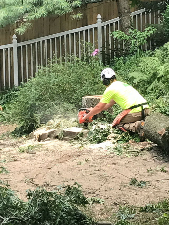 Tree removal canton ohio, Christiansburg VA